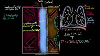 Epanchement pleural  Docteur Synapse [upl. by Harleigh]