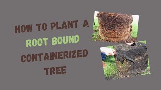 Rootball Shaving How to Plant Root Bound Container Trees [upl. by Ros913]