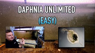 How I Raise Daphnia Water Fleas And You Can Too [upl. by Swann299]