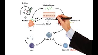 Pharmacology  DRUGS FOR ASTHMA AND COPD MADE EASY [upl. by Ynohtnakram451]