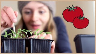 Tomaten aussäen und vorziehen Schritt für SchrittAnleitung 🍅 [upl. by Oiramed]