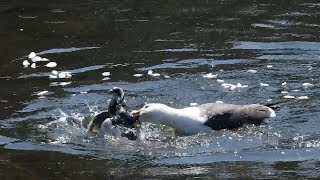 Shocking Moment Seagull Hunts Down And Eats Pigeons [upl. by Ranice224]