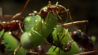 Praying Mantis Decapitated by Ant Swarm  Superswarm  BBC Earth [upl. by Benco]