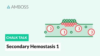 Secondary Hemostasis  Part 1 Coagulation Cascade [upl. by Nnaeirelav]