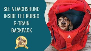 Dachshund Inside Kurgo Gtrain Dog Backpack [upl. by O'Gowan]