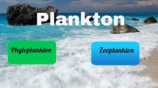 The Role of Plankton in Marine Ecosystems [upl. by Nali]