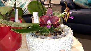 Phalaenopsis Orchid Care 3 Phalaenopsis Growth Cycle and Reblooming [upl. by Adela]