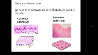 BTEC Applied Science Unit 1 Biology Epithelial Tissue [upl. by Munniks]