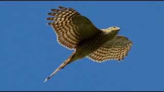 Sparrowhawk Bird Call Bird Song [upl. by Noirred]