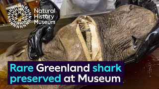 Rare Greenland shark specimen preserved at the Museum [upl. by Jacintha]