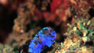 The secret to the sea sapphire’s colors and invisibility [upl. by Idel]