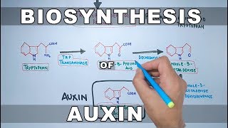 Biosynthesis of Auxin [upl. by Hsu]