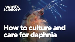 Caring and Culturing for Daphnia [upl. by Egoreg224]