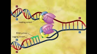 DNA Replication 3D Animation [upl. by Anilasor]