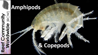 Amphipods and Copepods at night in reef tank [upl. by Blatman]