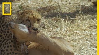 Hyena Steals a Cheetahs Kill  Savage Kingdom [upl. by Sanger]