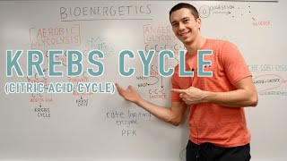 Krebs Cycle Explained [upl. by Llet]