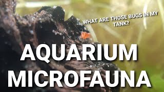 What Are Those Little Bugs And Worms In Your Aquarium  Common Aquarium Micro Fauna [upl. by Massimo]