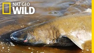 Moose vs Greenland Shark  Blitzkrieg Sharks [upl. by Elehcar773]