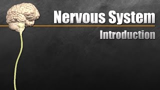 The Nervous System In 9 Minutes [upl. by Aehcsrop]