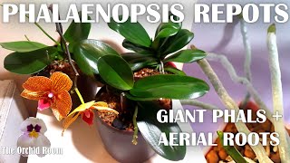 Repotting Big Phalaenopsis Orchids  Aerial Roots Everywhere [upl. by Leugimsiul]