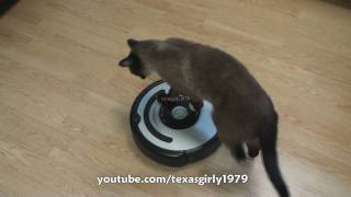 Cat shows HOW TO use iRobot Roomba Vacuum [upl. by Anirbed]