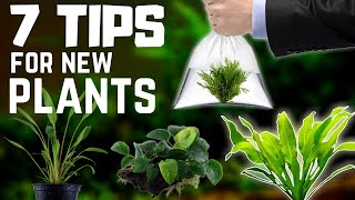 7 Tips for Buying New Aquarium Plants [upl. by Mickelson]