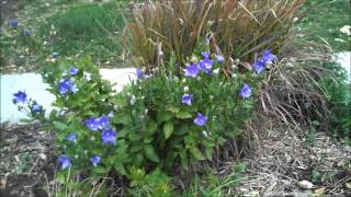 Platycodon grandiflorus  Balloon Flower [upl. by Seagraves88]