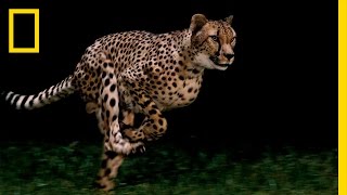 Cheetahs  Worlds Fastest Animal  National Geographic [upl. by Ursulina]