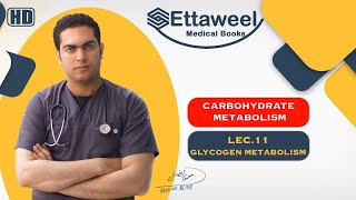 CHOMET Lec 11 Glycogen Metabolism [upl. by Hairakcaz]