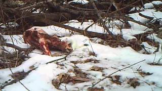 Ermine Short tailed Weasel [upl. by Enirahtac770]