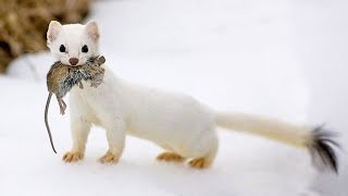 The Stoat  a fearless acrobat and rabbit hunter Interesting facts about Stoats [upl. by Oriaj13]