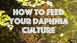 How To Feed Your Daphnia Culture [upl. by Thant]