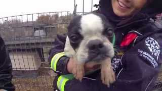 100 Animals Rescued from Puppy Mill and Cruelty Situation [upl. by Nnodnarb]