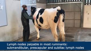 Lymph node palpation in ruminants [upl. by Aynom647]