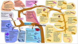 Gastritis H Pylori Persistence [upl. by Uyr355]