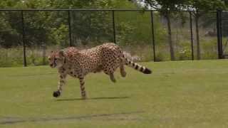 Cheetahs Running [upl. by Sinclair]