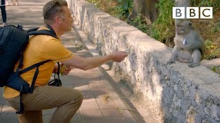 Why are these monkeys stealing from tourists  Worlds Sneakiest Animals  BBC [upl. by Cagle654]