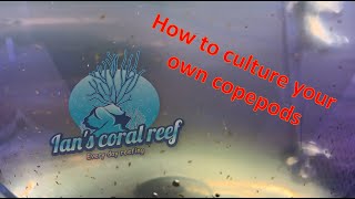 How to culture copepods [upl. by Elda270]