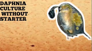 HOW TO CULTURE DAPHNIA NATURALLY WITHOUT A STARTER [upl. by Mogerly]