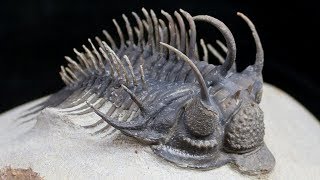 Triumph of the Trilobites [upl. by Waldner]