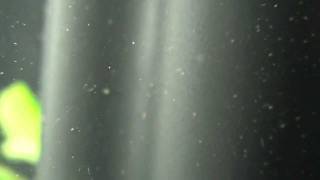 Copepods quotCyclopsquot in Freshwater Aquarium [upl. by Ecinwahs]