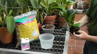 How to Repot a Phalaenopsis Orchid [upl. by Eiblehs]