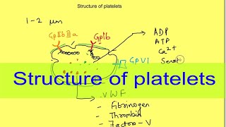 Structure of platelets  Physiology  Hematology [upl. by Fechter]