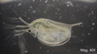 Daphnia magna under the Microscope [upl. by Ofilia]