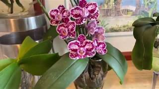 Growing Phalaenopsis in water [upl. by Arriaet]