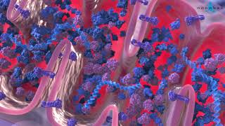 Krebs cycle 3D medical animation [upl. by Eilojne]