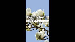 Formschnitt bei Magnolien I PflanzenKölle [upl. by Naras335]