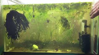 Scuds Daphnia Cherry Shrimp Copepods My aquatic food culture [upl. by Mcnalley]