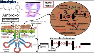 PHARMACOLOGY of EXPECTORANTS Secretion Enhancers and Mucolytics [upl. by Naehgem]